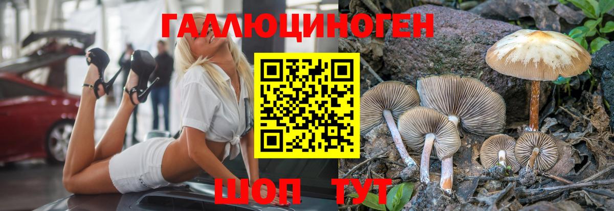 Псилоцибиновые грибы Psilocybe Лесозаводск